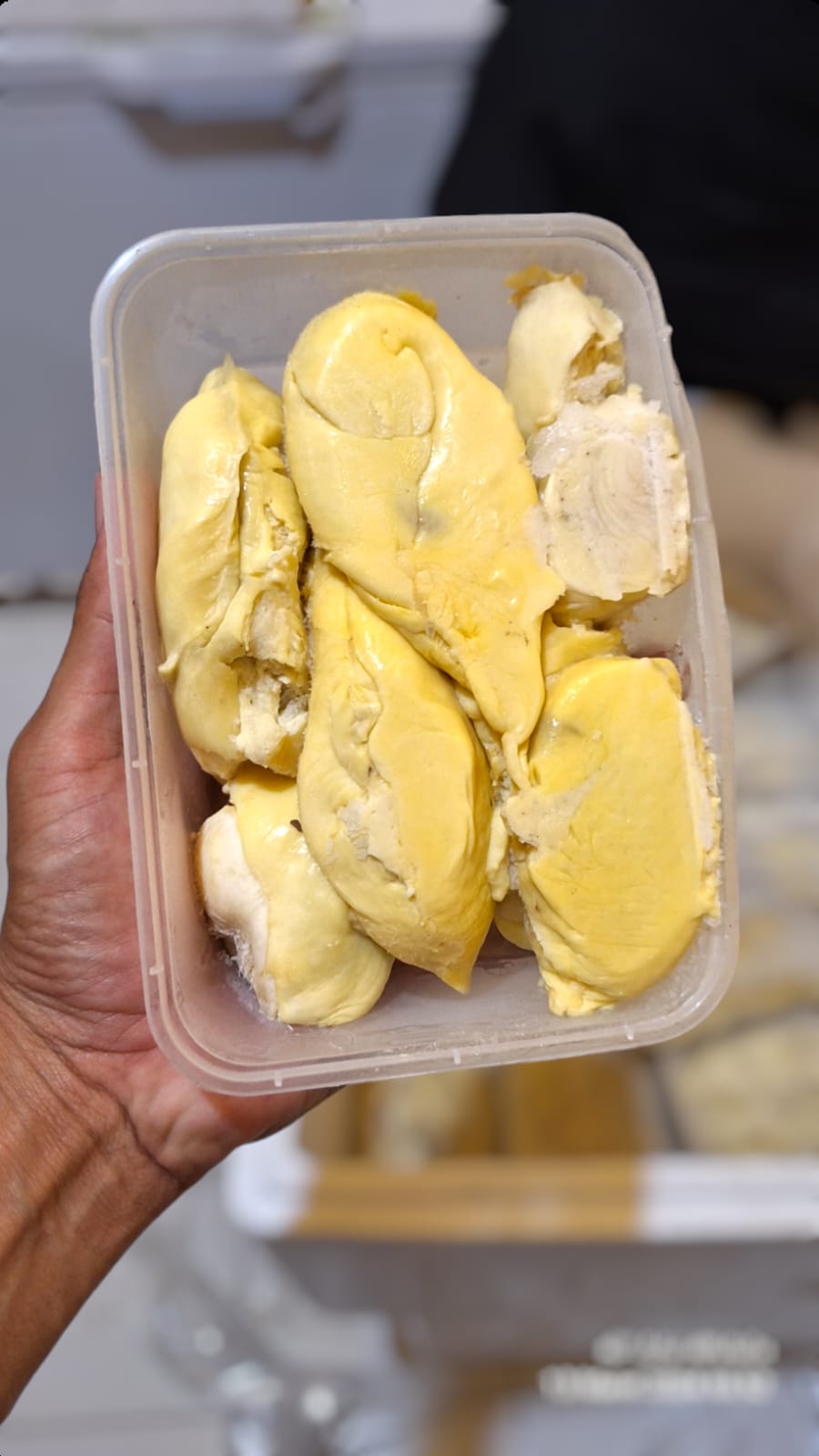 Durian Lokal Bali Tabanan 